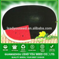 NW18 Heipy F1 balck oval high yield watermelon seeds types of seeds in watermelon